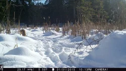 9_Fox_Cam.jpg Photo: Dave Mance III