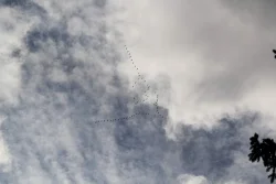 Migrating Geese Photo: John Blaser