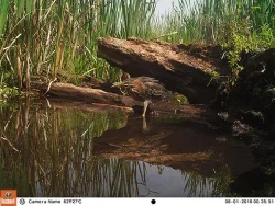 9_green_heron.jpg Photo: Northern Woodlands