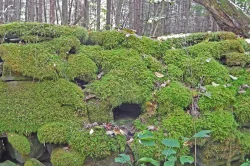 Moss stone wall Photo: Patricia Liddle