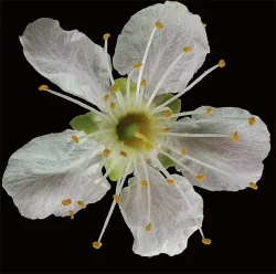 9_pin_cherry.jpg Photo: Jerry Jenkins