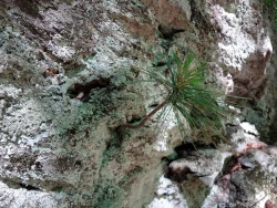 Pine Photo: Cindy Morin