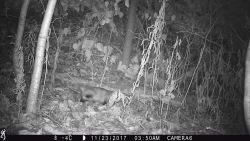 9_possum_2017.jpg Photo: Photo Credits: Jade Jarvis and Alyssa Valentyn