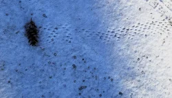 Snowtracks Photo: Thomas Chamberland