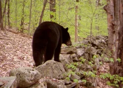 Bear_Stonewall_w.jpg Photo: Elise Tillinghast