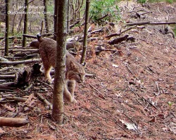 Bobcat35dam_web.jpg
