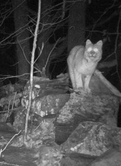 Bobcat_Stonewall_w.jpg Photo: Elise Tillinghast