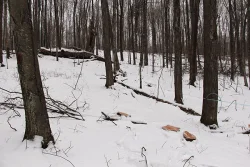 Burn_Wood_1.jpg Photo: Northern Woodlands
