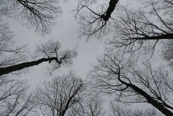 Burn_Wood_2.jpg Photo: Northern Woodlands