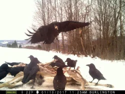 Camera_Trapping_4.jpg Photo: Credit: Thomas Salo/ApplachianEagles.org
