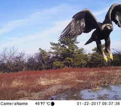 Camera_Trapping_5.jpg Photo: Credit: NYS PRHP/ApplachianEagles.org