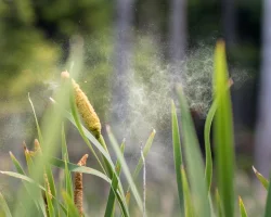 Cattails_w.jpg