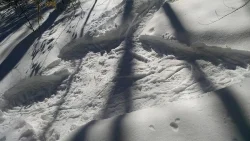 EstherCowles_heart_of_the_forest_web.jpg