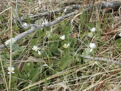 GARDEN_BLOODROOT.jpg Photo: Virginia Barlow