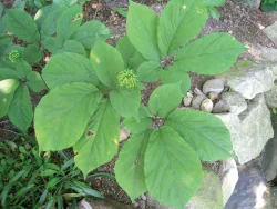 GARDEN_GINSENG.jpg Photo: Jeff Carpenter