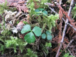 GARDEN_GOLDTHREAD.jpg Photo: Michelle Baumflek