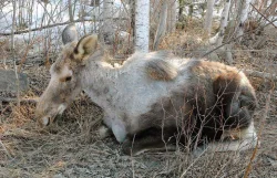 Ghose_Moose2.jpg Photo: Susan C. Morse