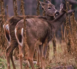 Ghose_Moose5.jpg Photo: Susan C. Morse