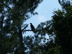 Helene-Grogan_juvenile_eagle_w.jpg