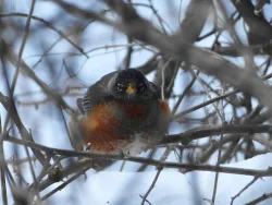 Helene_Grogan_angry_robin_web.jpg