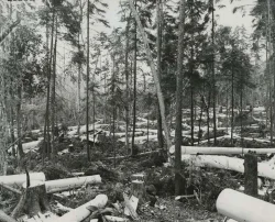 High_Res_Peeled_Log_Forest_800.jpg Photo: James Fynmore, courtesy of the Adirondack Museum