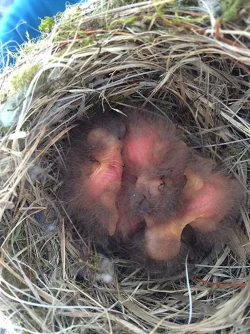 Phoebes_1.jpg Photo: Meghan McCarthy McPhaul