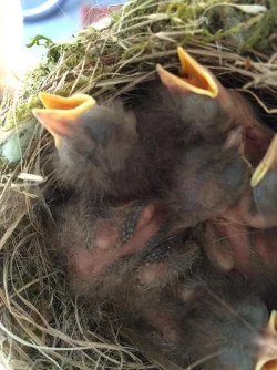 Phoebes_2.jpg Photo: Meghan McCarthy McPhaul