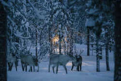 Reindeer_People_2.jpg Photo: Kang-Chun Cheng