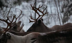 Reindeer_People_5.jpg Photo: Kang-Chun Cheng