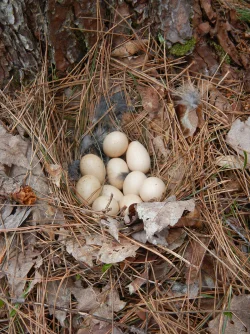 Grouse eggs Photo: Richard Carbonetti