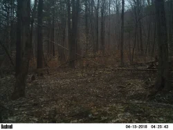 Springing_Gallery_2.jpg Photo: Northern Woodlands