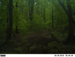 Springing_Gallery_7.jpg Photo: Northern Woodlands