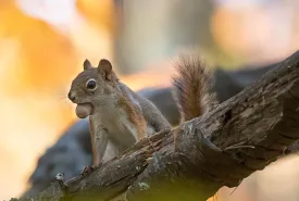 TigSquirrel_w.jpg thumbnail