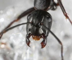 antz2.jpg Photo: Gary D. Alpert