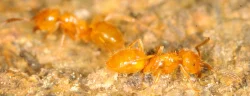 antz3.jpg Photo: Aaron M. Ellison