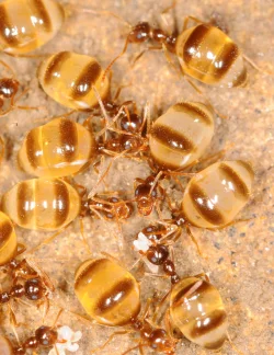 antz4.jpg Photo: Aaron M. Ellison