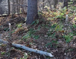 beaver_evidence_vins_web10.jpg