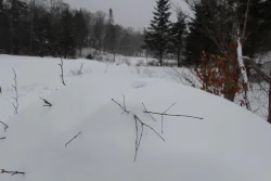 beaver_lodge_web.jpg