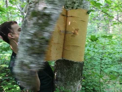 birch_peelers6.jpg Photo: NW