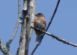 bluebird_web.jpg