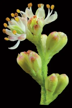 bog_asphodel_jenkins.jpg Photo: Jerry Jenkins