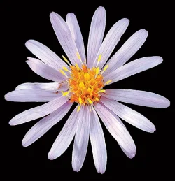 bog_aster_jenkins.jpg Photo: Jerry Jenkins