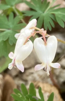 Squirrel corn Photo: Sharon Bombard