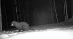 brian_parks_fisher_cat_web.jpg