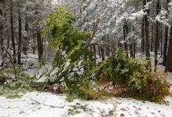 broken_tree_w.jpg