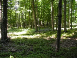 browsed_forest.jpg Photo: Jeff Ward