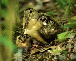 Woodcock Photo: Amy Brubaker