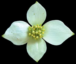 bunchberry_jenkins.jpg Photo: Jerry Jenkins