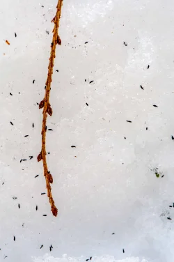 Snow flies Photo: Bruce Burk
