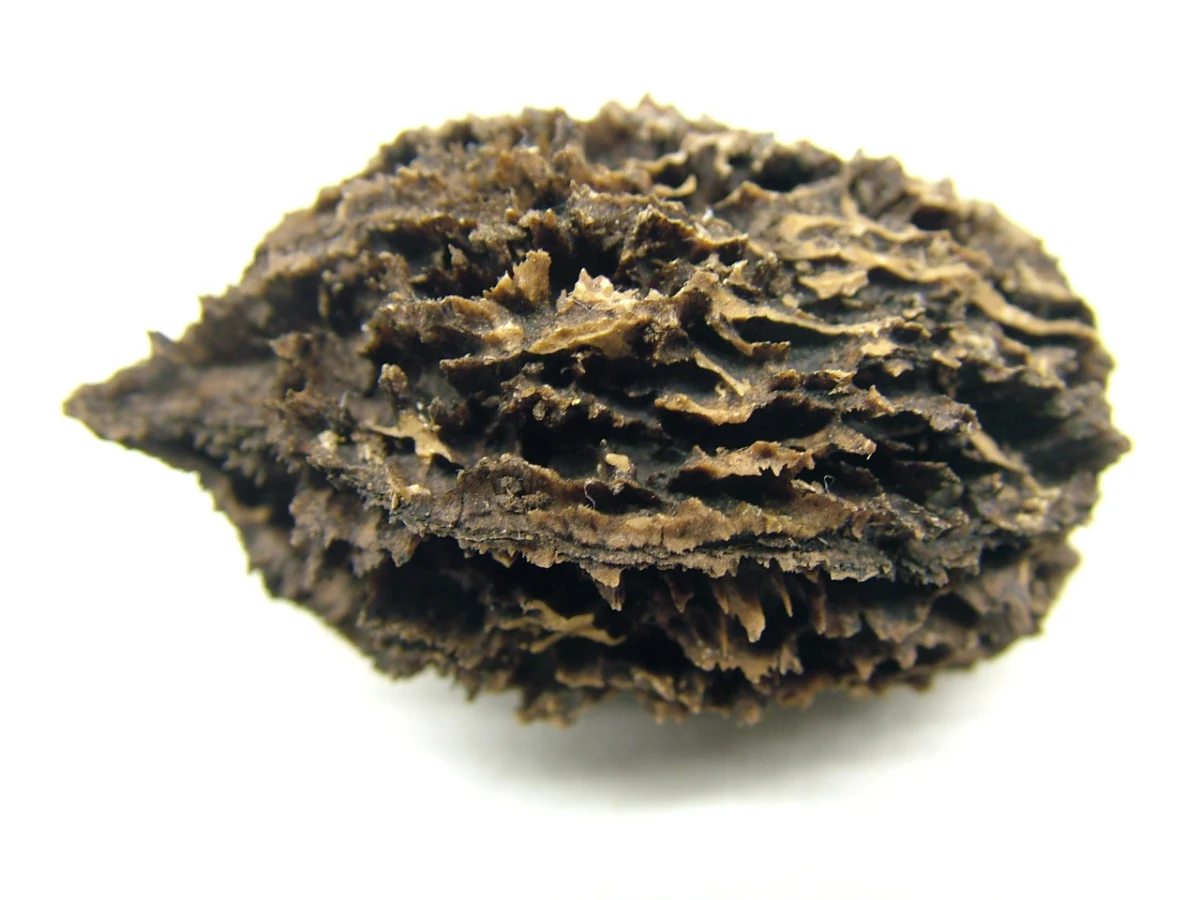 butternut_hybrids_seed.jpg
